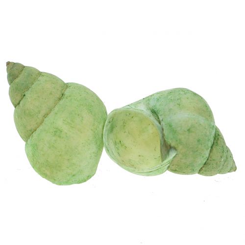 Floristik24 Surtido de caracoles verde 1kg