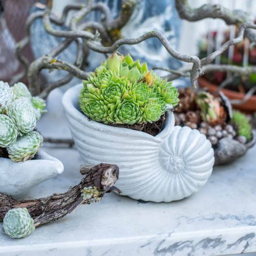 Floristik24 Conchas para plantar, decoración marítima, maceta Nautilus hormigón L15cm H9.5cm 2pcs