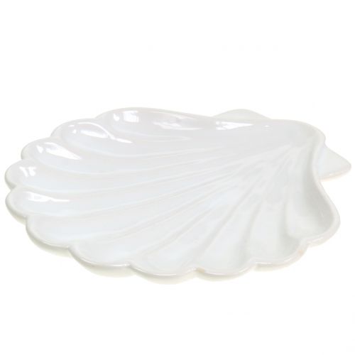 Floristik24 Concha Decorativa Concha Blanca 15cm x 16cm 3pcs