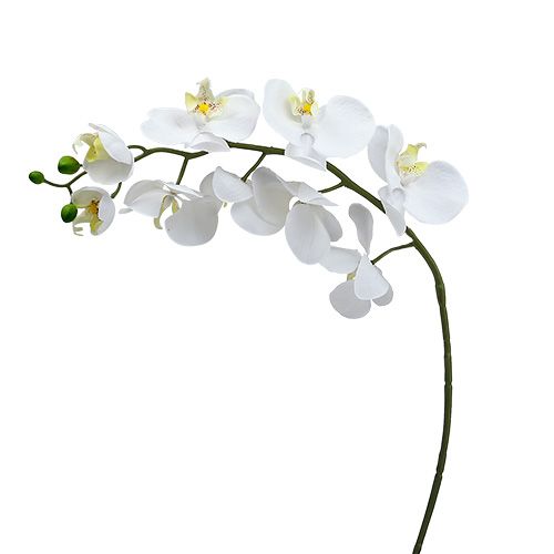 Floristik24 Orquídea Polilla 75cm Blanco