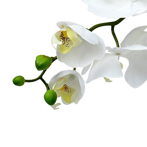 Floristik24 Orquídea Polilla 75cm Blanco