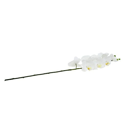 Floristik24 Orquídea Polilla 75cm Blanco