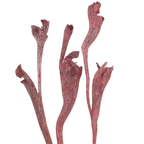 Floristik24 Natraj mezcla de madera de asta roja, blanqueada 10 piezas