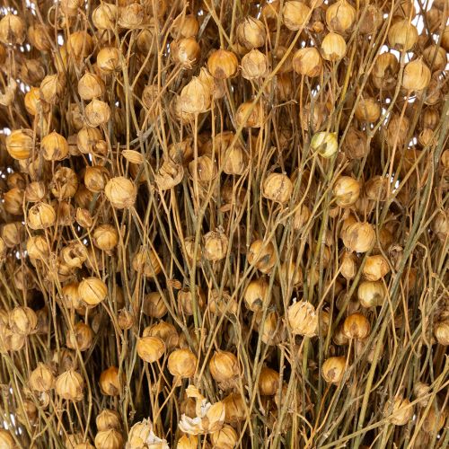 Artículo Hierbas secas de lino natural para arreglos florales secos Linum Natur 60cm 180g