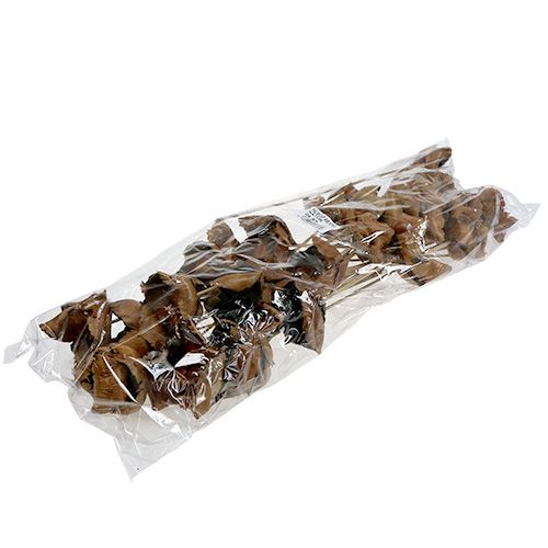 Artículo Flor Natural, Copa de Palma sobre Tallo Natural 25 piezas