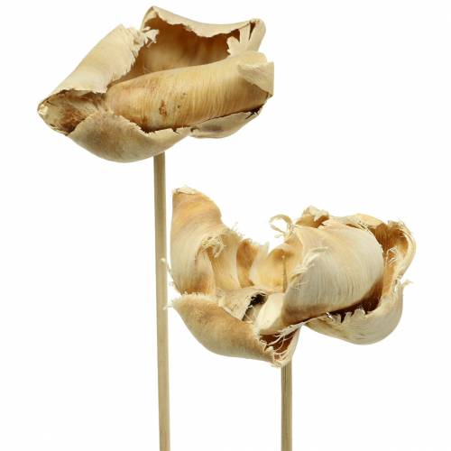 Artículo Flor natural, copa de palma sobre tallo blanqueada 25 piezas