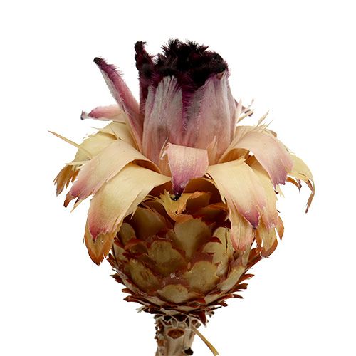 Artículo Cogollo Nerifolia 25 uds.