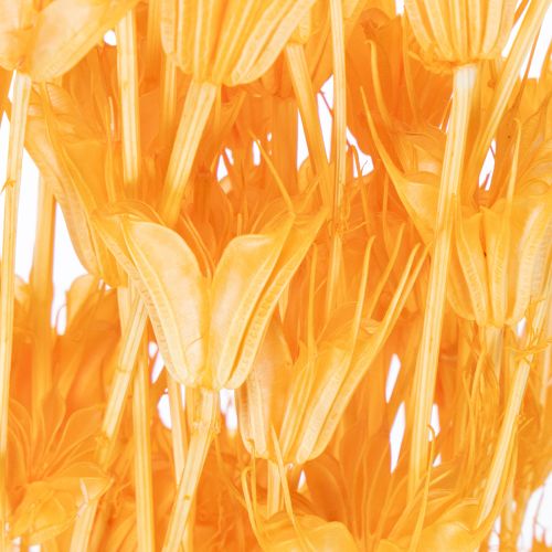 Artículo Arreglo de flores secas de Nigella para uso prolongado. Elegante y atractivo. 70 cm, 50 g.