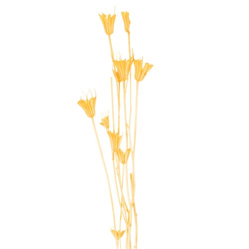 Artículo Arreglo de flores secas de Nigella para uso prolongado. Elegante y atractivo. 70 cm, 50 g.