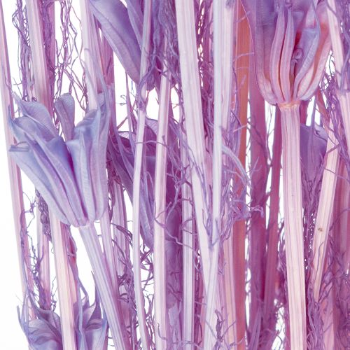 Artículo Ramo de flores secas de Nigella, uso decorativo en el salón, crea un ambiente único, 70cm, 50g