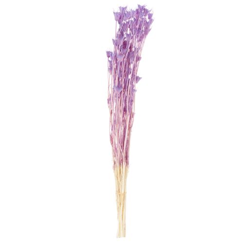 Artículo Ramo de flores secas de Nigella, uso decorativo en el salón, crea un ambiente único, 70cm, 50g