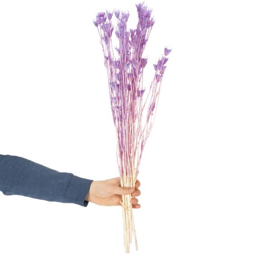 Artículo Ramo de flores secas de Nigella, uso decorativo en el salón, crea un ambiente único, 70cm, 50g