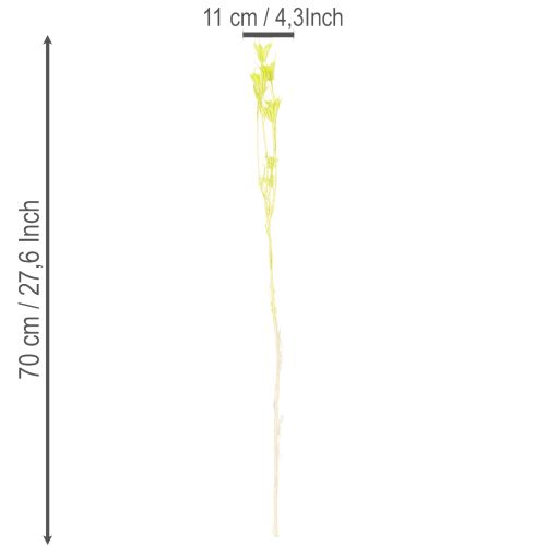 Artículo Flores secas de Nigella, encantadora decoración natural para el hogar, 70 cm, 50 g