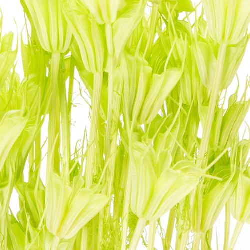 Artículo Flores secas de Nigella, encantadora decoración natural para el hogar, 70 cm, 50 g