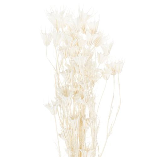 Flores secas de Nigella, ramo de elegante decoración natural para interiores exclusivos, 70 cm, 50 g