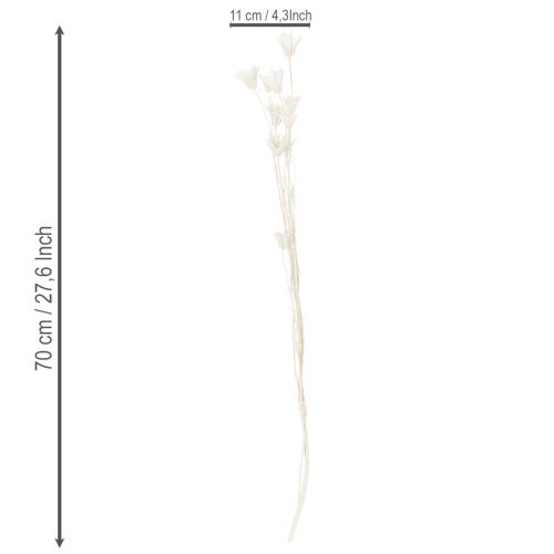 Artículo Flores secas de Nigella, ramo de elegante decoración natural para interiores exclusivos, 70 cm, 50 g