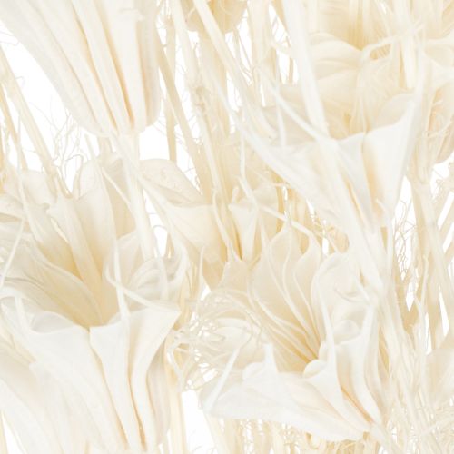 Artículo Flores secas de Nigella, ramo de elegante decoración natural para interiores exclusivos, 70 cm, 50 g