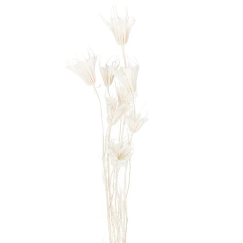 Artículo Flores secas de Nigella, ramo de elegante decoración natural para interiores exclusivos, 70 cm, 50 g