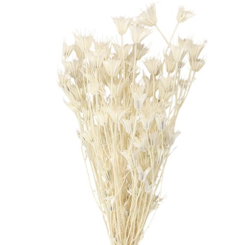 Floristik24 Flores secas de Nigella Orientalis, comino negro, blanco, 50 cm, 100 g