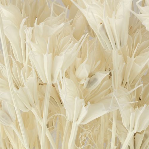 Artículo Flores secas de Nigella Orientalis, comino negro, blanco, 50 cm, 100 g