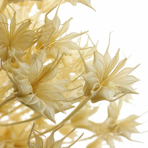 Floristik24 Semillas de Flores Secas Comino Negro Blanqueado 100g