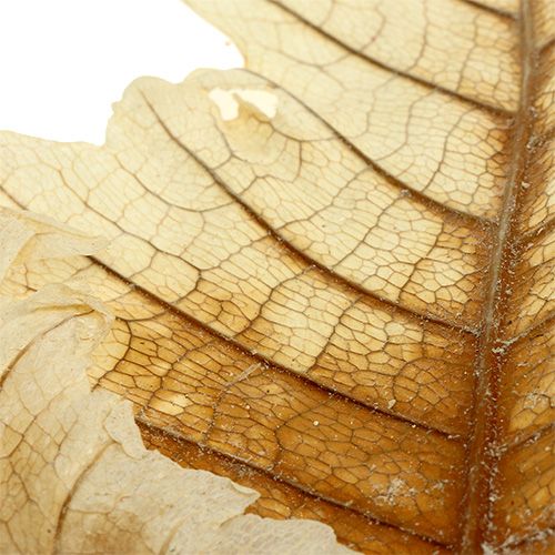 Artículo Hoja de Roble blanqueada 35 uds.