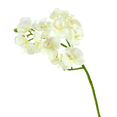 Artículo Orquídea blanco crema L57cm 6pcs