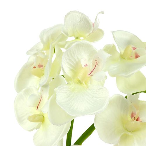 Artículo Orquídea blanco crema L57cm 6pcs