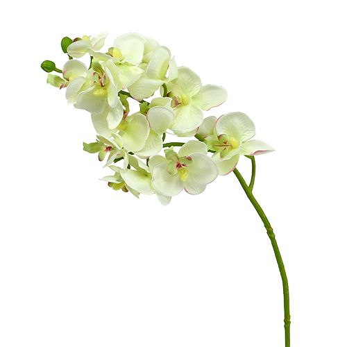 Orquidea verde claro 56cm 6uds