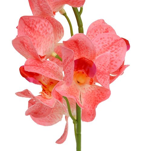 Artículo Orquídea Mokara Salmón 50cm 6uds