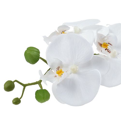 Floristik24 Orquídea Phalaenopsis en copa blanca Al. 40 cm