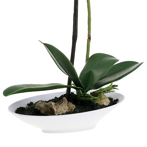 Floristik24 Orquídea Phalaenopsis en copa blanca Al. 40 cm