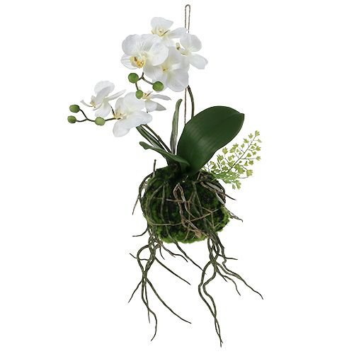 Floristik24 Orquídea Phalaenopsis para colgar Al 33cm crema