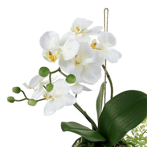 Artículo Orquídea Phalaenopsis para colgar Al 33cm crema