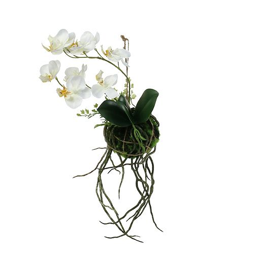 Orquídea Phalaenopsis para colgar H26cm Crema
