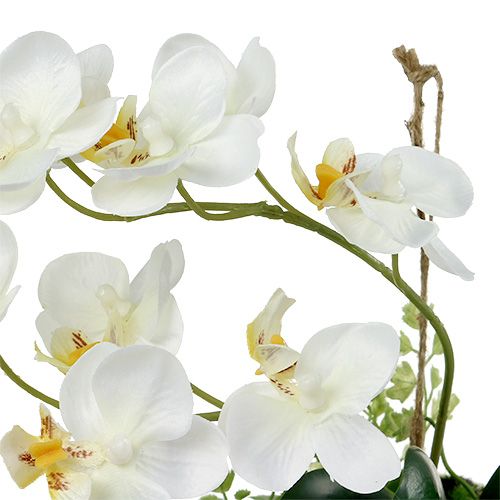Floristik24 Orquídea Phalaenopsis para colgar H26cm Crema