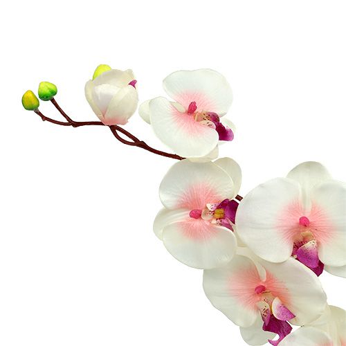 Floristik24 Orquídea con 2 ramas 60cm blanco-rosa
