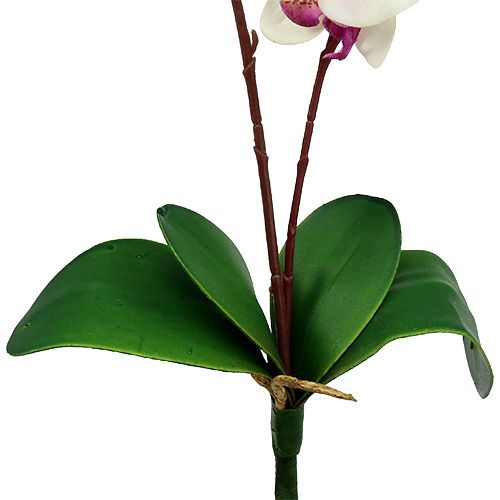 Floristik24 Orquídea con 2 ramas 60cm blanco-rosa