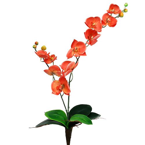 Floristik24 Orquídea dos ramas 60cm naranja