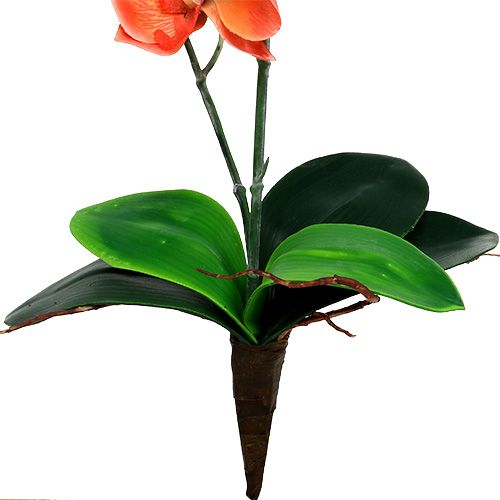 Floristik24 Orquídea dos ramas 60cm naranja