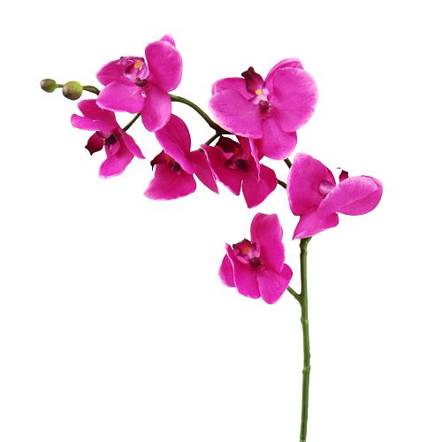 Floristik24 Orquídea Phalaenopsis Rosa 75cm