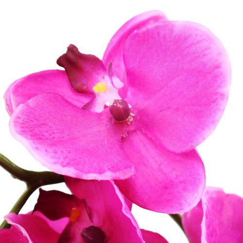 Floristik24 Orquídea Phalaenopsis Rosa 75cm