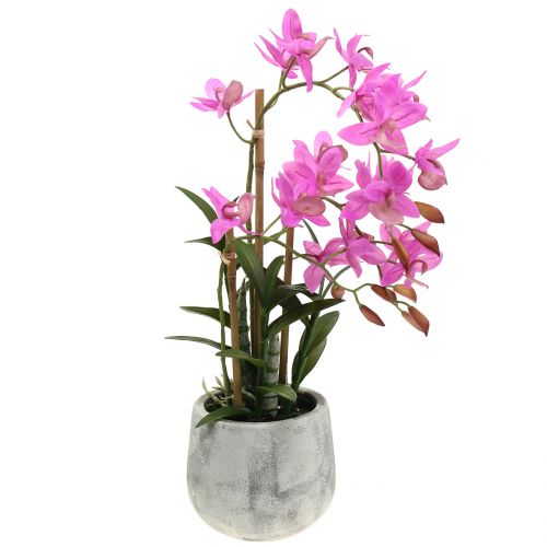 Floristik24 Orquídea en maceta violeta Al 55cm