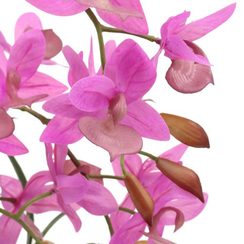 Floristik24 Orquídea en maceta violeta Al 55cm