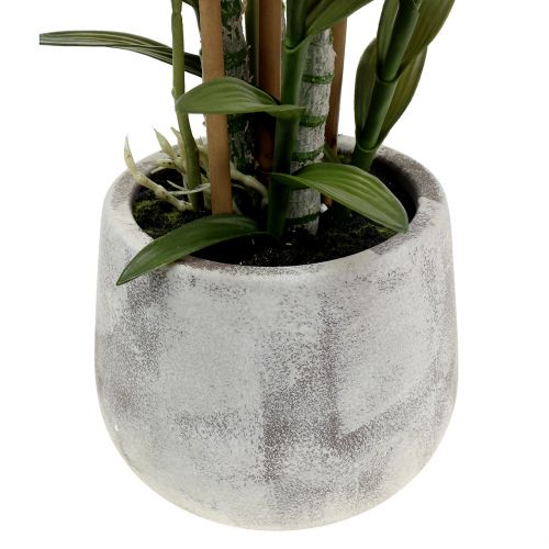 Floristik24 Orquídea en maceta violeta Al 55cm