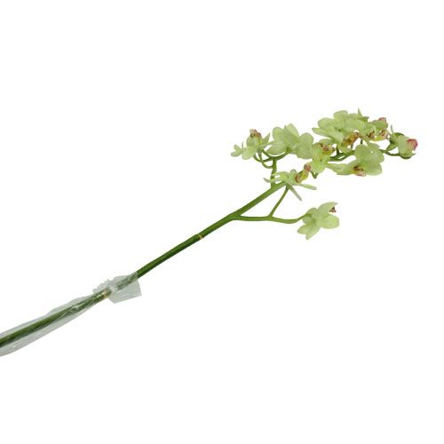 Floristik24 Orquídea 56cm verde claro