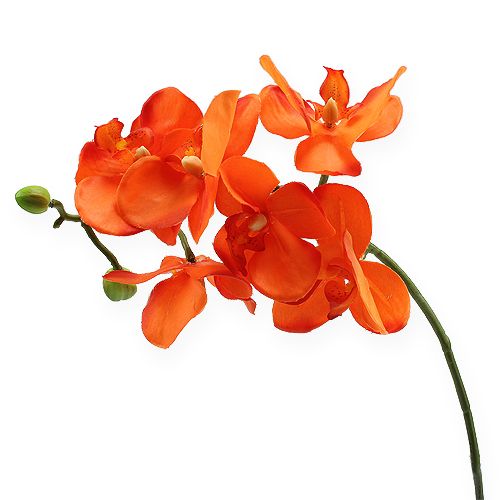 Floristik24 Rama de orquídea naranja 61cm