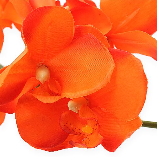 Floristik24 Rama de orquídea naranja 61cm