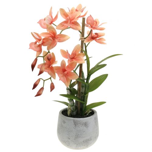 Floristik24 Orquídea en una olla de salmón A41cm