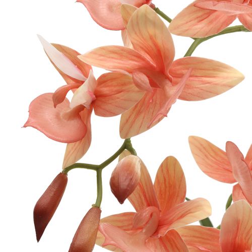 Floristik24 Orquídea en una olla de salmón A41cm